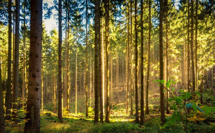 如果環(huán)境氣候破壞事件持續(xù)的增加，那么這些外部因素將導致對顆粒燃料的更高需求