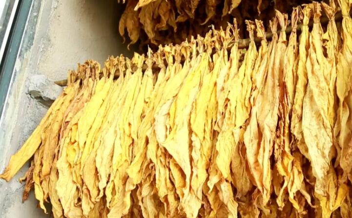 木屑顆粒燃料烘烤煙葉可以嗎？